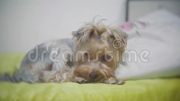 很可怜的狗悲伤的边境约克郡梗这条狗病了想念它的主人生病的狗躺在床上生病视频的预览图