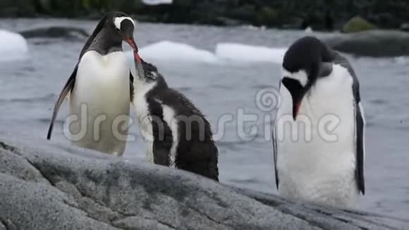 古图企鹅的屁股视频的预览图