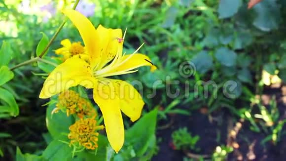 夏天花园里的黄色百合花视频的预览图