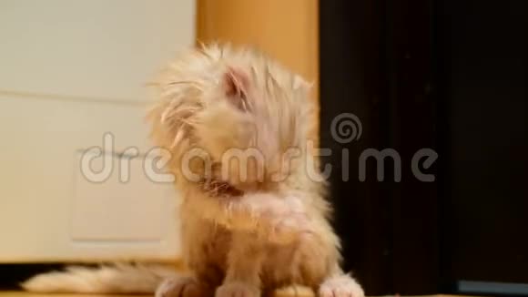 湿洗的猫舔皮毛视频的预览图