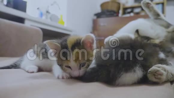 白两只小猫玩着睡觉互相咬着尾巴两只小猫播放慢动作视频小猫是视频的预览图