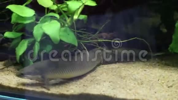 水族馆透明水中绿色植物中的双翅目鱼类视频的预览图