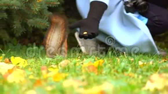 在秋天公园喂松鼠的女孩慢动作视频视频的预览图
