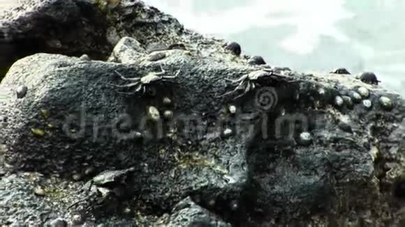 带着海浪在熔岩上移动的黑色螃蟹视频的预览图