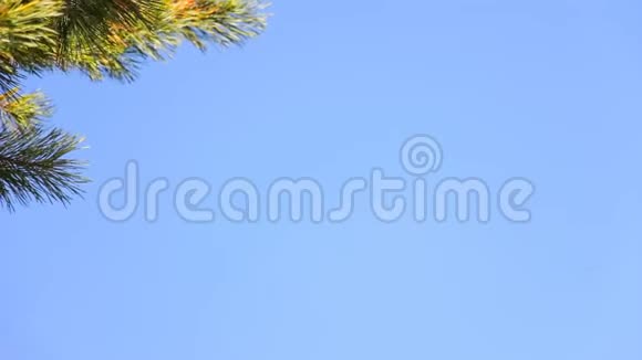 蓝天上的松枝视频的预览图