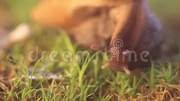 蜗牛Achatina爬行视频的预览图