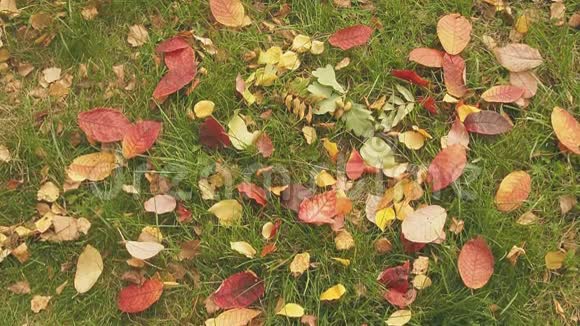 带叶子的草上的复古字母秋季概念视频的预览图
