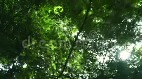 夏天阳光透过树枝照射绿叶背景视频的预览图