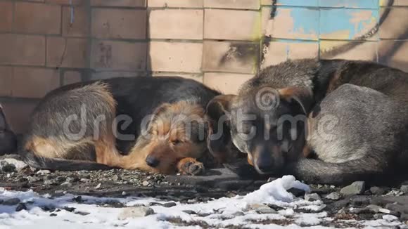 冰冻的无家可归的狗躺在地上一群冰冻的被遗弃的无家可归的狗互相温暖这就是视频的预览图