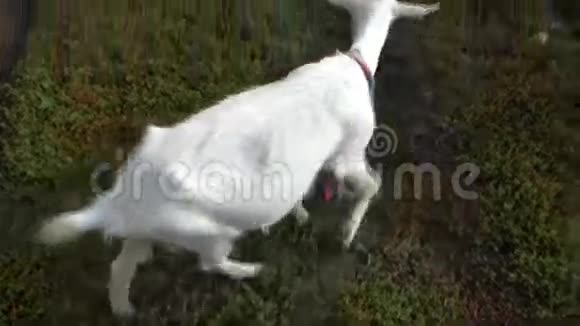 山羊在绿草上吃草视频的预览图