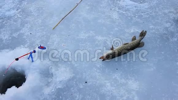 人在冰上接住了梭子鱼男人手里拿着梭子鱼冬天钓鱼视频的预览图