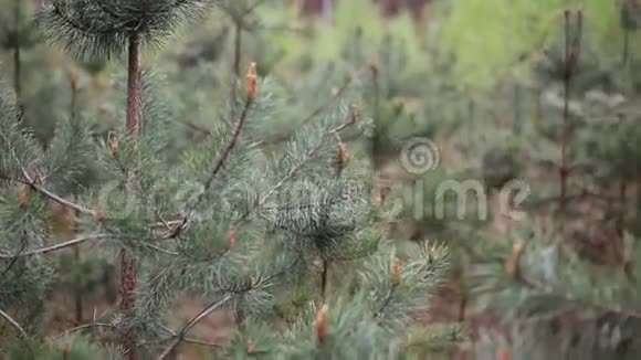 树林里的圣诞树视频的预览图
