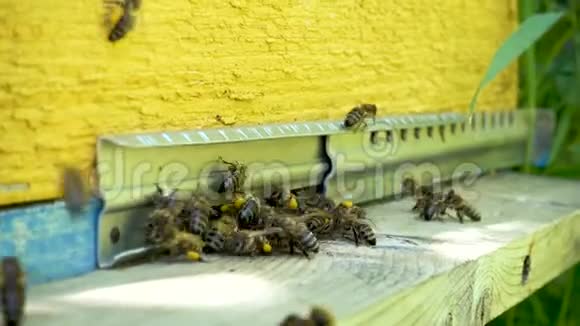 蜜蜂在托盘里飞翔蜂巢的入口视频的预览图