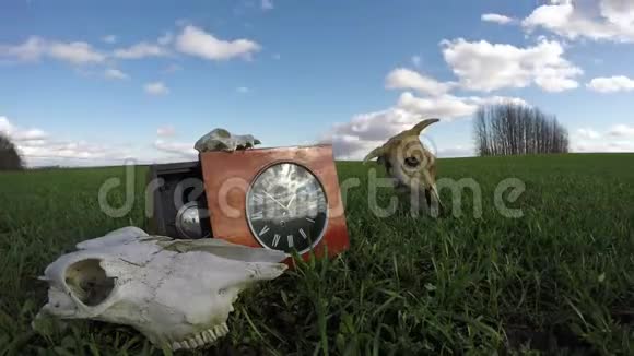 田野上的牛马头骨和古老的钟时间流逝视频的预览图
