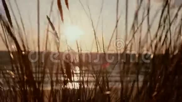 一种在风中摇曳的草茎背景是美丽的日落视频的预览图