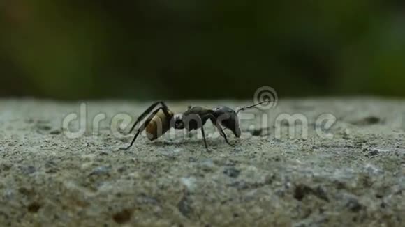 金蚂蚁战斗视频的预览图