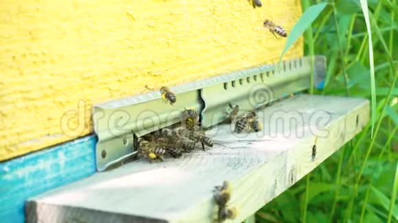蜜蜂在托盘里飞翔蜂巢的入口视频的预览图