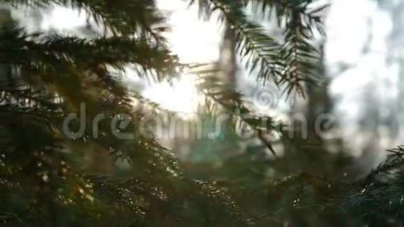 日落全景的神奇森林场景与发挥太阳通过松枝视频的预览图