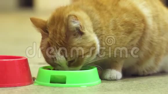 小猫吃盘子里的食物视频的预览图