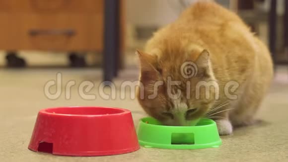 小猫吃盘子里的食物视频的预览图