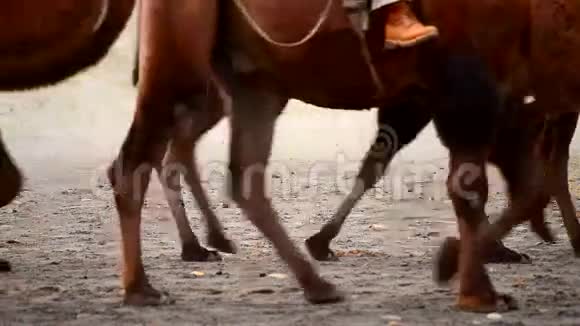 骑骆驼的步行通行证视频的预览图