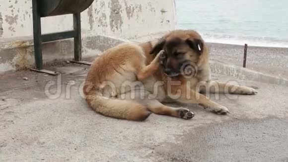 成年狗躺着躺在地上休息无家可归被遗弃的动物宠物在人行道上抓着他的爪子背视频的预览图