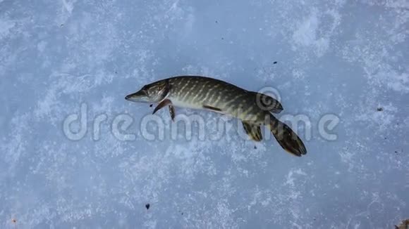 冰钓到埃索克斯卢修斯大冬天的梭子鱼被拨浪鼓诱饵抓住了视频的预览图