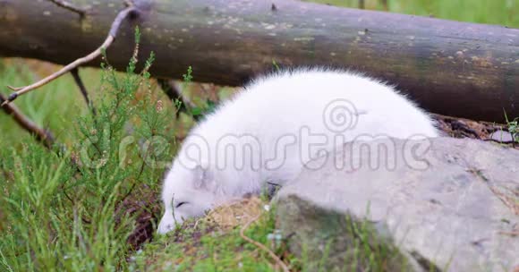 深秋北极白狐躺在森林里休息视频的预览图