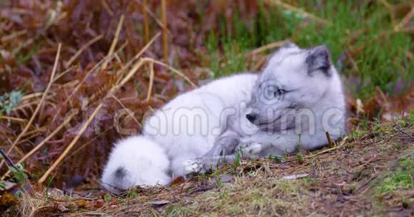 深秋北极狐躺在森林里休息视频的预览图