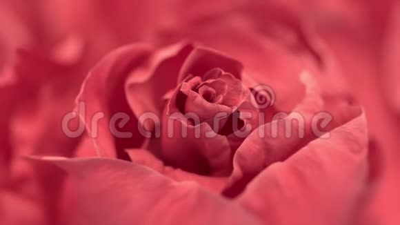 关闭开放的粉红色玫瑰盛开的粉红色玫瑰视频的预览图
