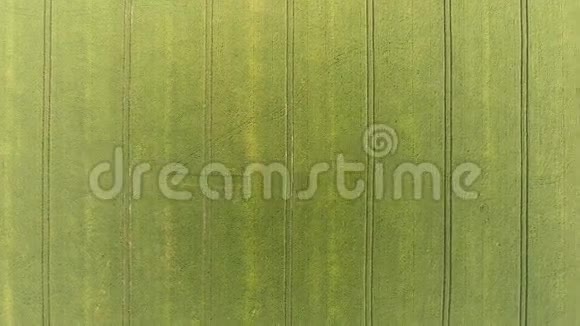 绿色玉米地圆形空中拍摄花线和图案相机向下看视频的预览图