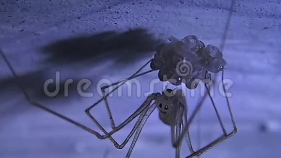 骷髅蜘蛛母用蚕丝准备它的孵化卵视频的预览图