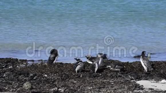 在海滩上的麦哲伦企鹅视频的预览图
