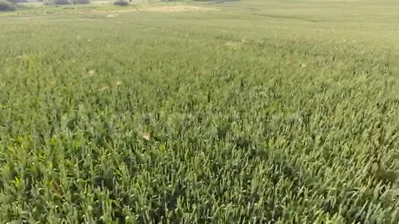 成熟的小麦作物在风中移动右侧滑射4k进行性扫描25fps多利摄像机的动作视频的预览图