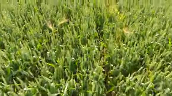 空中在美丽的农田里飞过一片金色的玉米地阳光照亮了田野视频的预览图