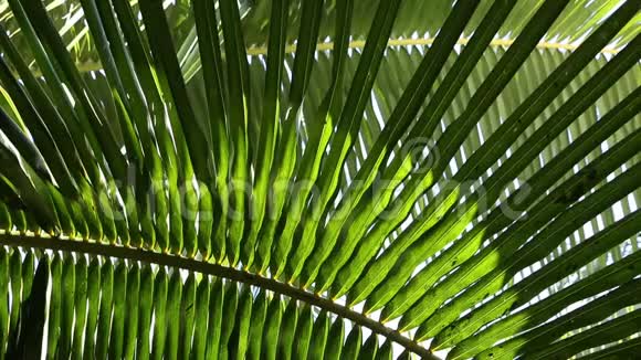 椰子树和棕榈叶视频的预览图