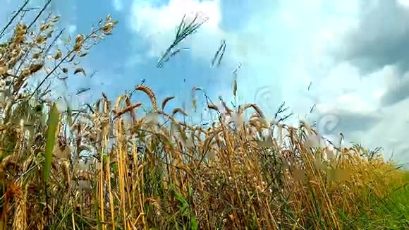 天空中的黑麦视频的预览图