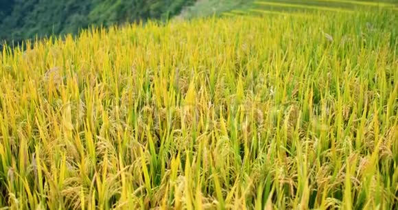 水稻稻田在干旱季节视频的预览图
