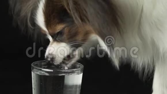 美丽的年轻公犬欧陆玩具猎犬帕皮隆从黑色背景的玻璃杯中缓慢地喝清水视频的预览图