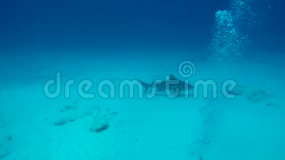 牛鲨在卡门岛附近的水域游泳视频的预览图