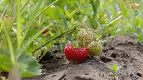 地上种草莓视频的预览图