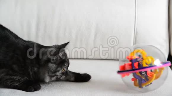灰色小猫在沙发上玩玩具视频的预览图