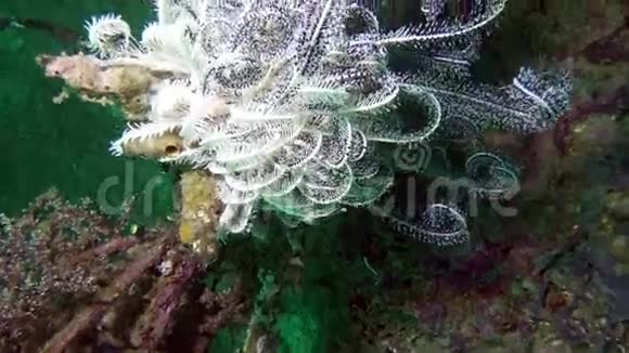 科曼西纳海百合科里诺岛索齿羽毛星水下海洋视频的预览图