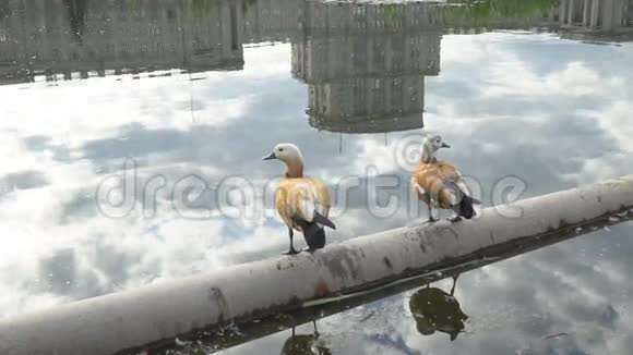 海鸥和鸭子在城市池塘上空飞行的慢动作视频视频的预览图