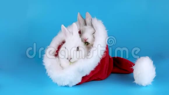 两只毛茸茸的兔子在圣诞老人的帽子里吃木耳沙拉视频的预览图