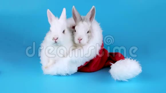 圣诞夫妇兔子坐在圣诞老人的帽子里视频的预览图