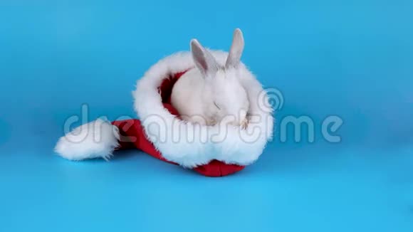 圣诞小兔子穿着圣诞老人的帽子洗澡视频的预览图