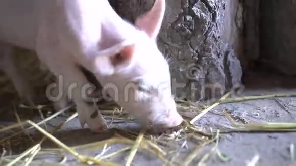 一只小猪在找食物4K视频的预览图