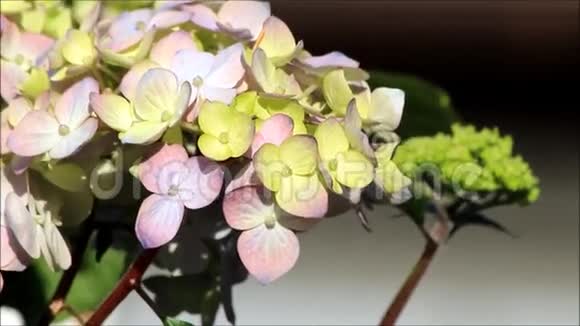 绣球花花园花视频的预览图