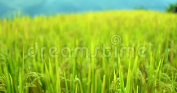 水稻稻田在干旱季节视频的预览图